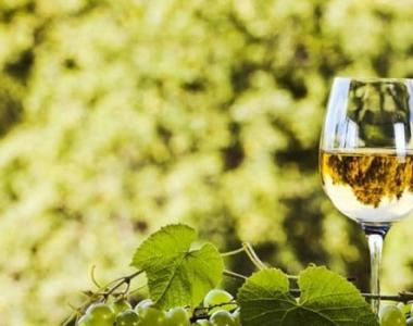 Чем полезно вино для здоровья