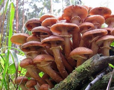 Съедобные грибы опята: виды с фото